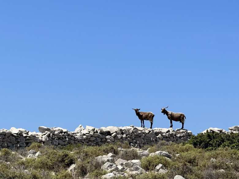 Two mountain goats.