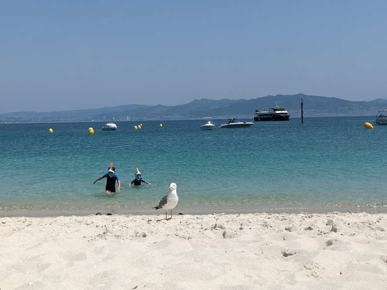 Snorkeling kids emerging from the sea behind a seagull on the beach.