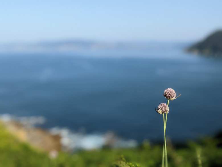 Two pink wildflowers (armeria alliacea) on the middle island of Islas Cies.