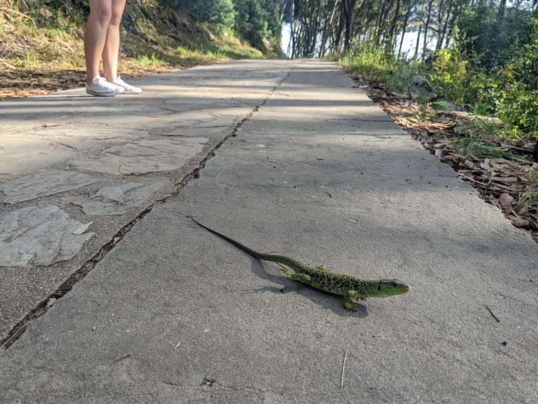 A green lizard on a cement path on Cies Islas.