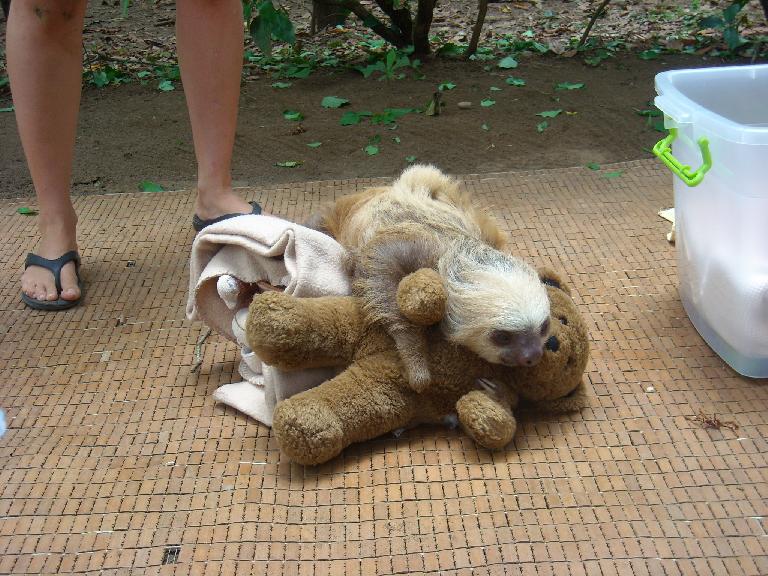 I think this sloth really liked his teddy bear.
