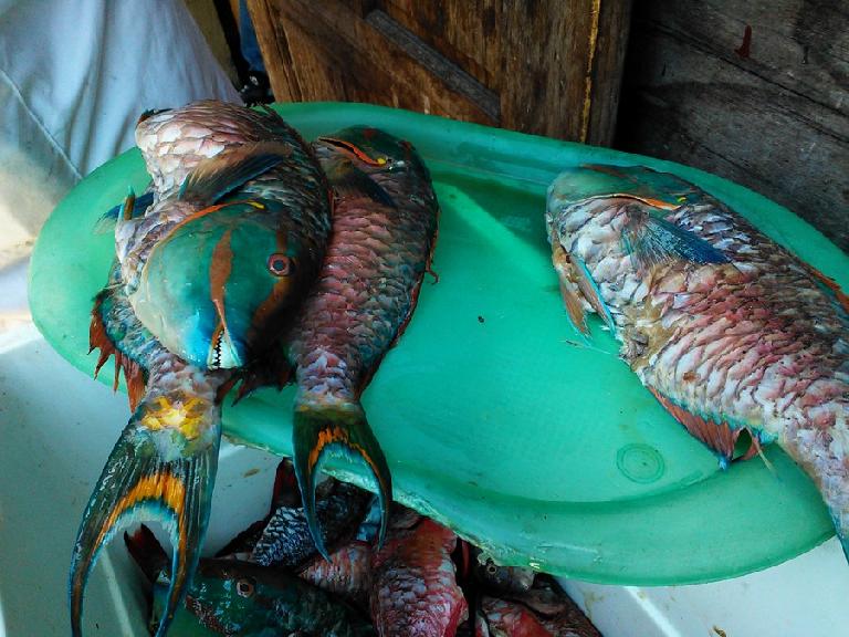 The colorful fish we picked out to eat at Hellshire Beach.