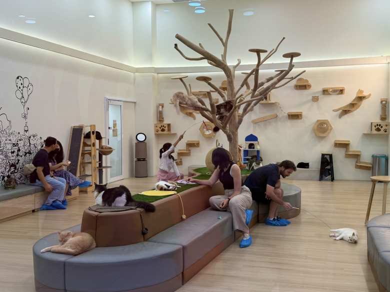 I came across this cat café in Johor Bahru.