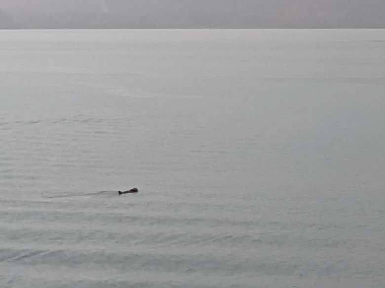 A sea otter relaxing in the sea east of Seward, Alaska.