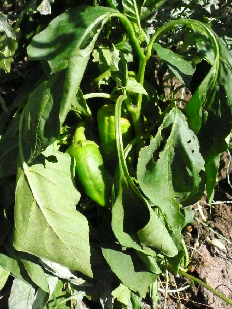 To my surprise, my garden plot produced some pimientos.
