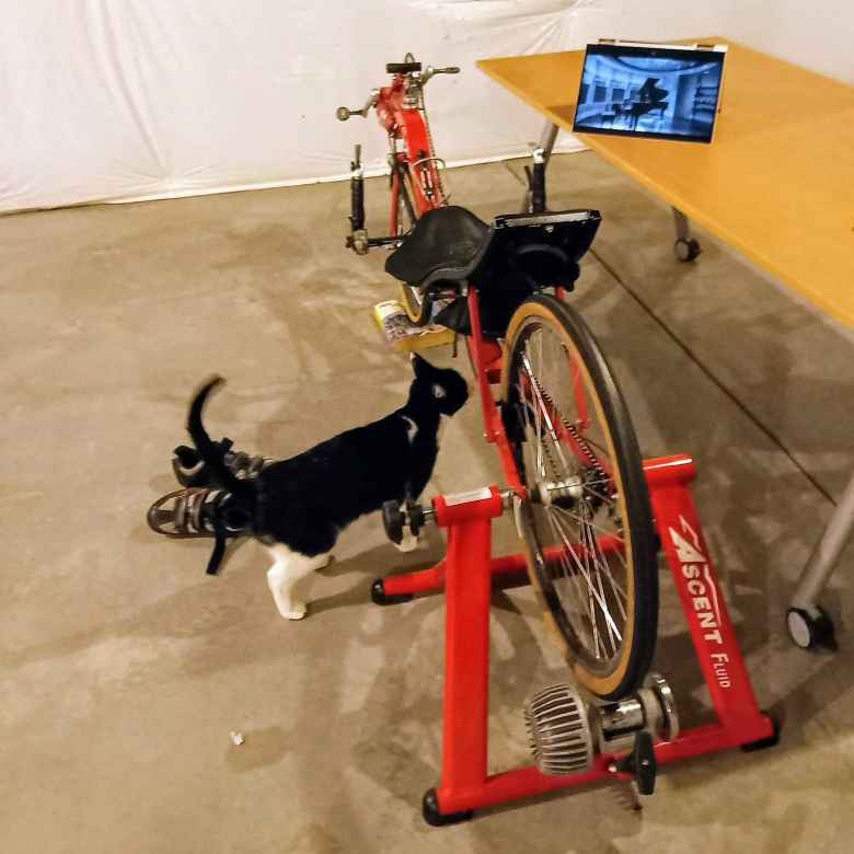 black and white cat, red Reynolds Wishbone Recumbent, red Ascent fluid trainer, convertible laptop on IKEA table