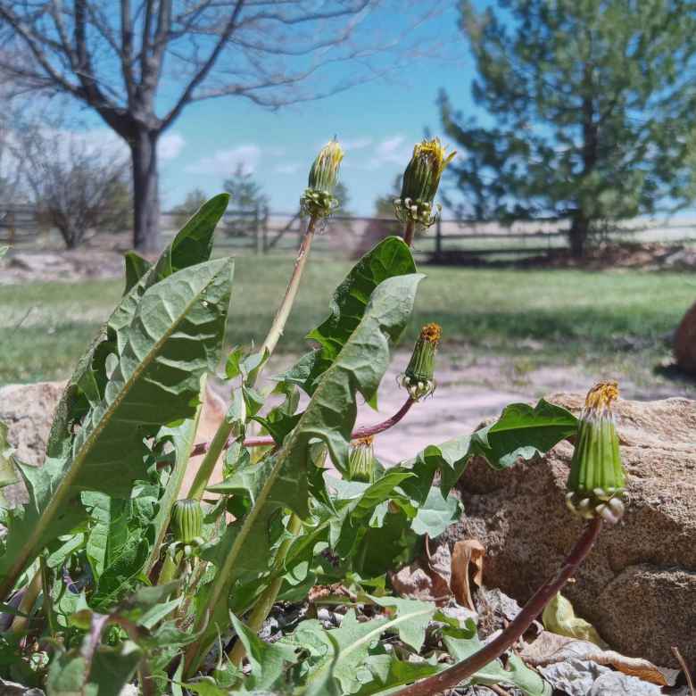 Dandelions in my back yard.