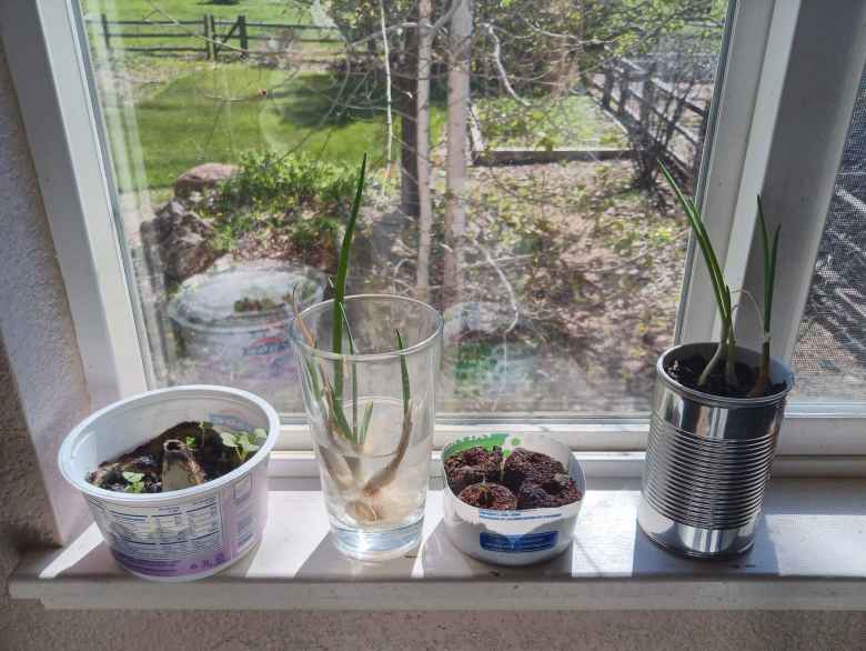 Small scale farming experiment: growing basil, peppers, radishes, and green onions by a kitchen window.