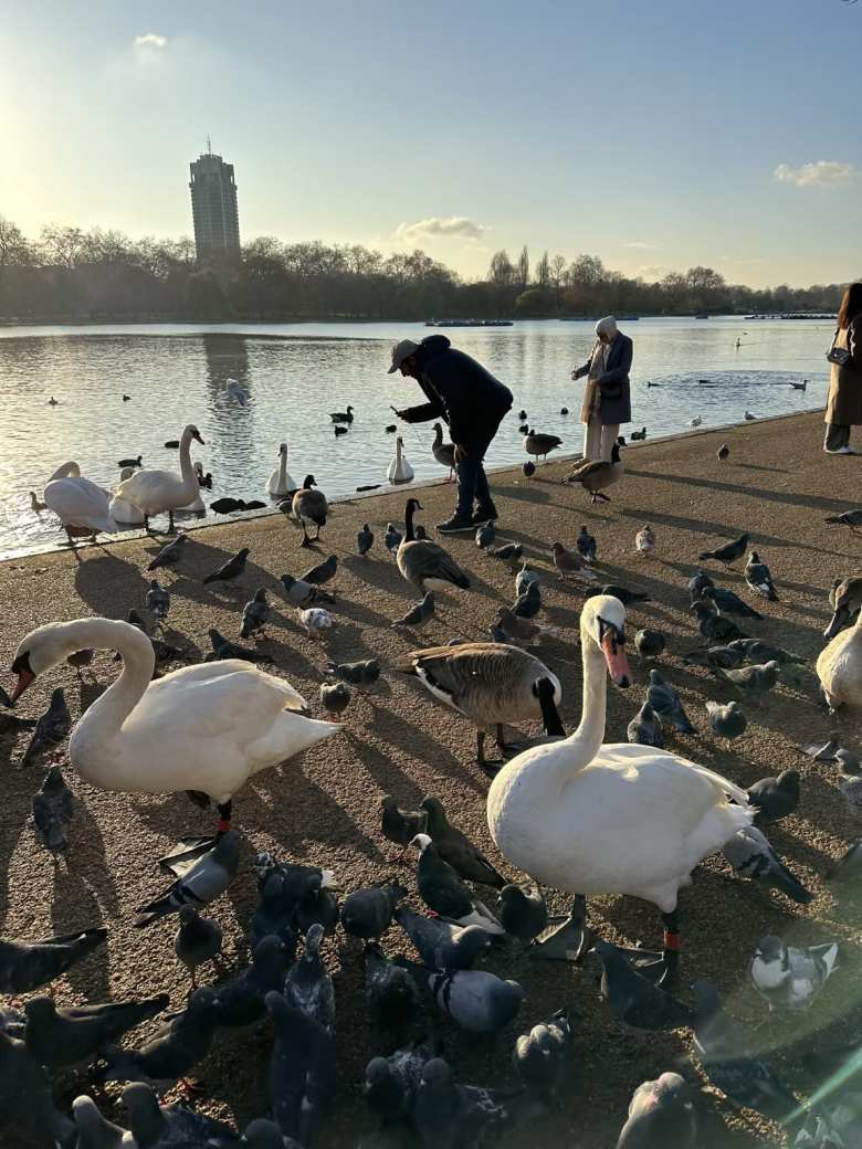 Swans, geese, and ducks at Hyde Park.