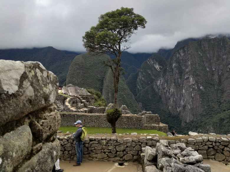 Tree at Machu Picchu.