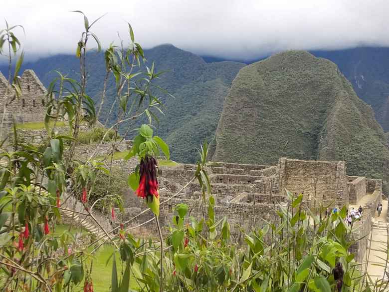 Gardens at Machu Picchu.