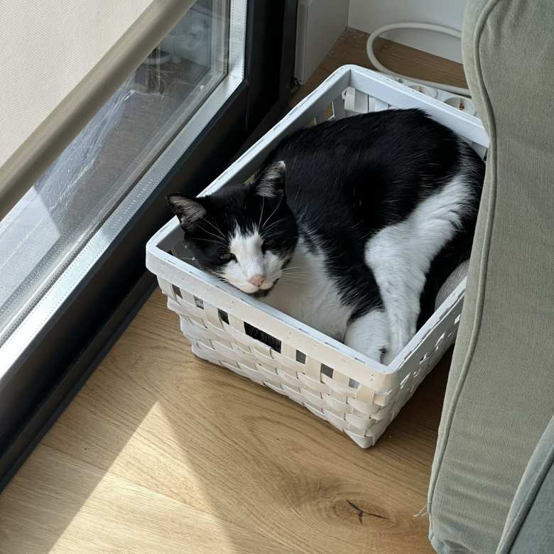 Oreo resting in a white basket in the iving room.