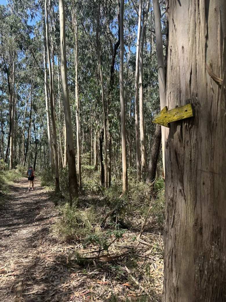 A yellow arrow points the way as Mel walks through the woods on the Spiritual Variant of the Camino de Santiago to Combarro from Pontevedra.