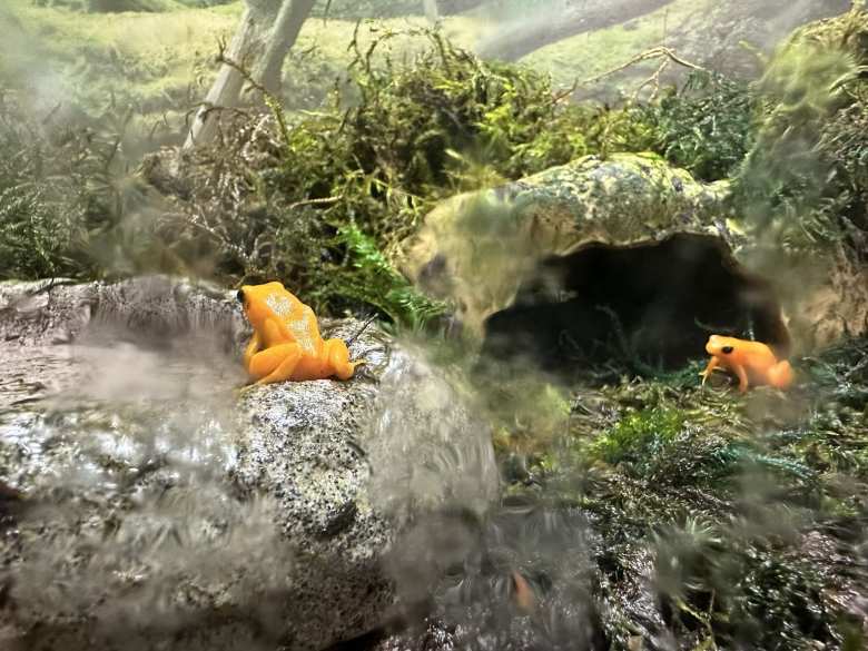 Two golden mantella frogs. They are native to Madagascar.