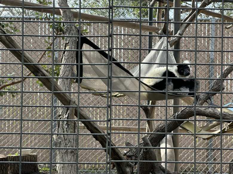 A black and white ruffed lemur.