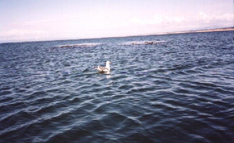 Unlike the many sea otters which kept stalking us, this bird is trying to run away!