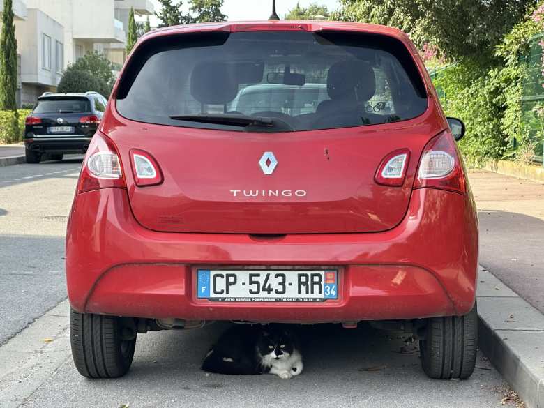 A black and white cat under a red Renault Twingo.