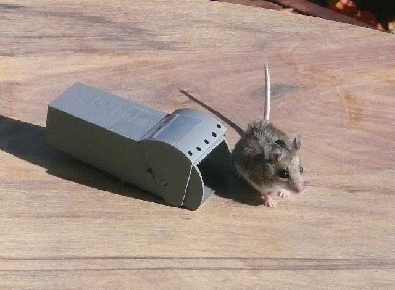 Mouse released outside on a table.