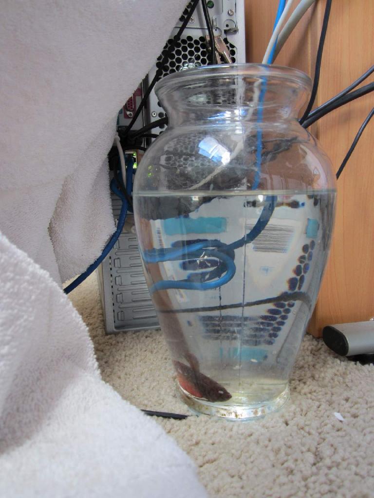 betta fish warmed by computer