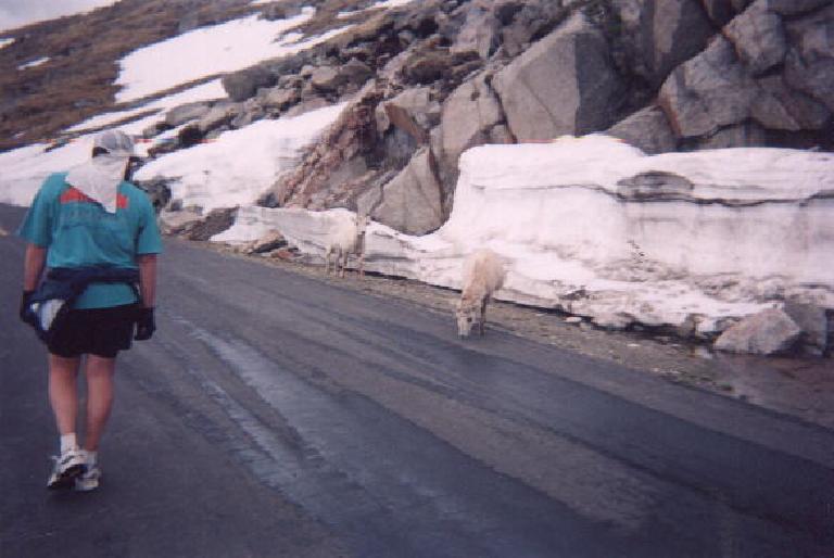 [Mile 7, 9:25 a.m.] Up ahead were some mountain goats.  By this time, many people (like the guy on the left and myself) were walking.