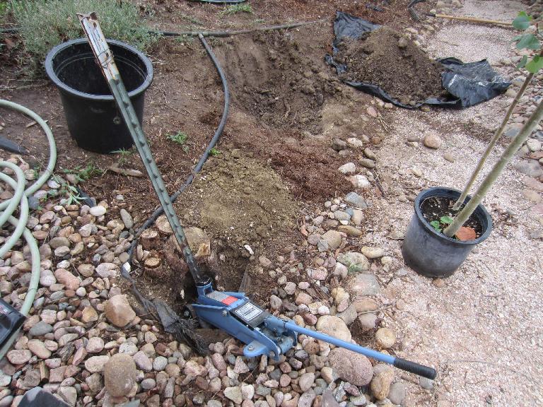 This was the location of the old/dead aspen trees that I planted the new aspen tree by.  It took me a while to remove the tree stake---ultimately accomplished with the use of a 2-ton car jack!