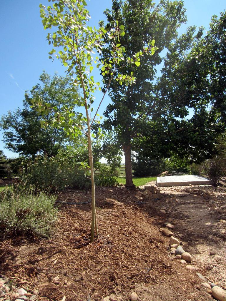 Mr. Aspen Tree in his new home.