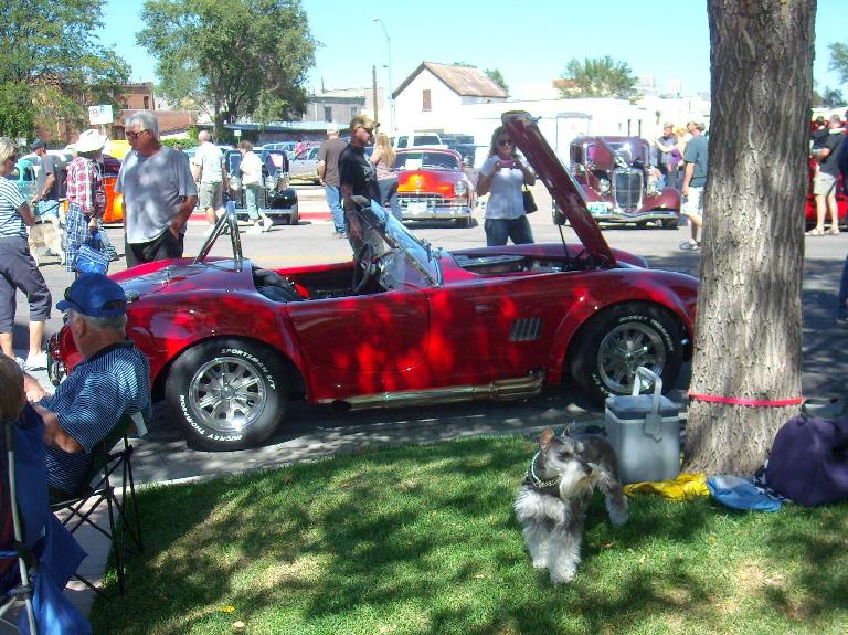 A funny-looking dog in front of a red Cobra replica.