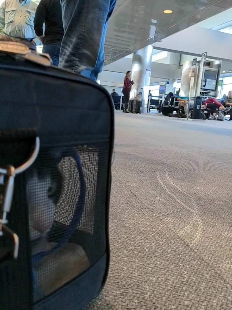 Oreo in a Sherpa Original Deluxe pet carrier in the Denver International Airport.