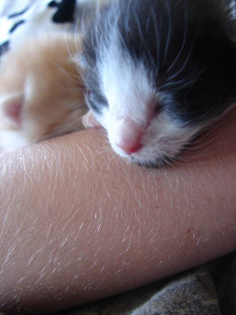 Oreo resting his head on a human's arm.