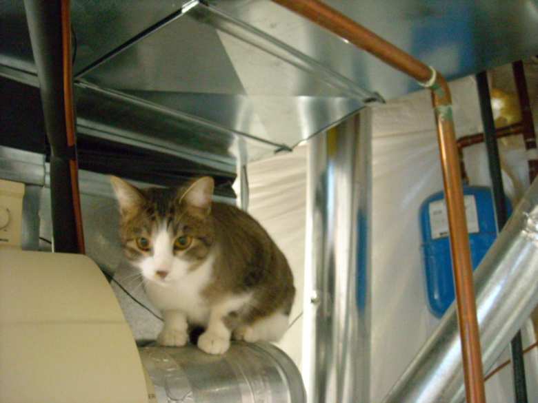 Tiger was a bit bashful on the first day in her new home. Here she is on a HVAC duct.