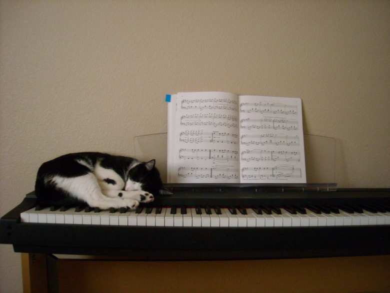 Oreo taking a nap during his piano lessons.