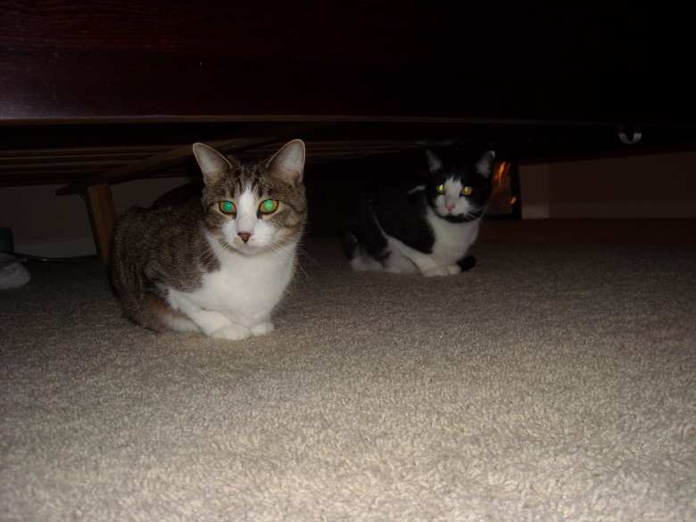 Tiger and Oreo doing an earthquake drill.