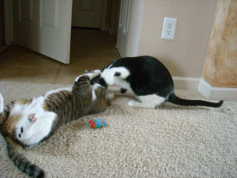"That's my catnip, Oreo!" says Tiger.