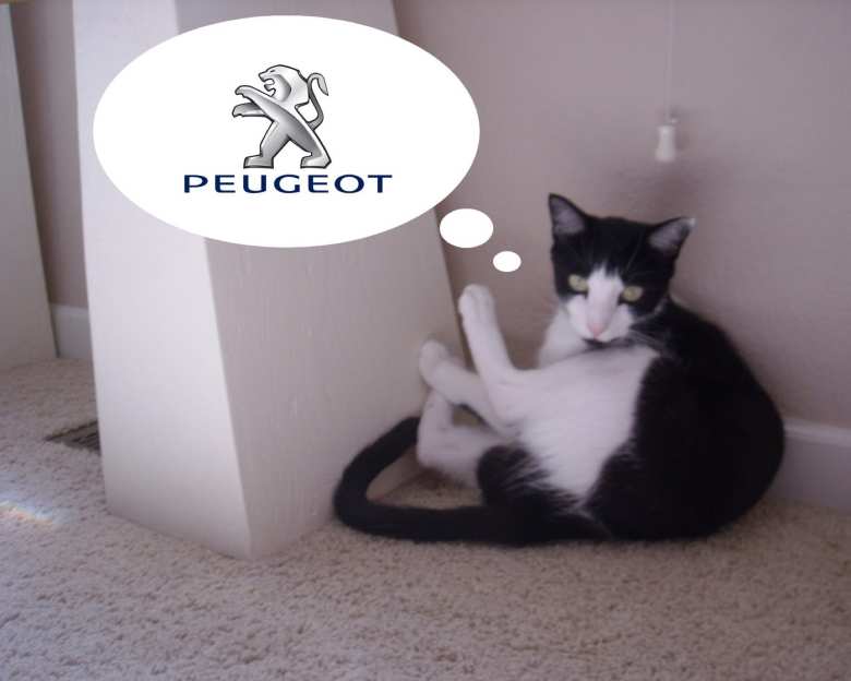Oreo thinks he could be the Peugeot mascot.