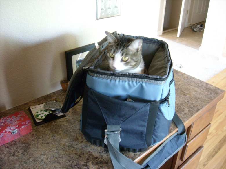 Tiger wants to go on a road trip.