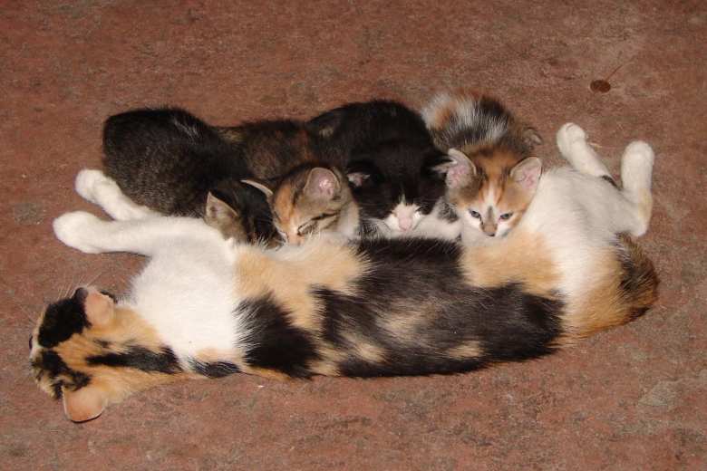 Tiger and Oreo were from the same litter. Here they are (first and third kitten) with their siblings and mother.