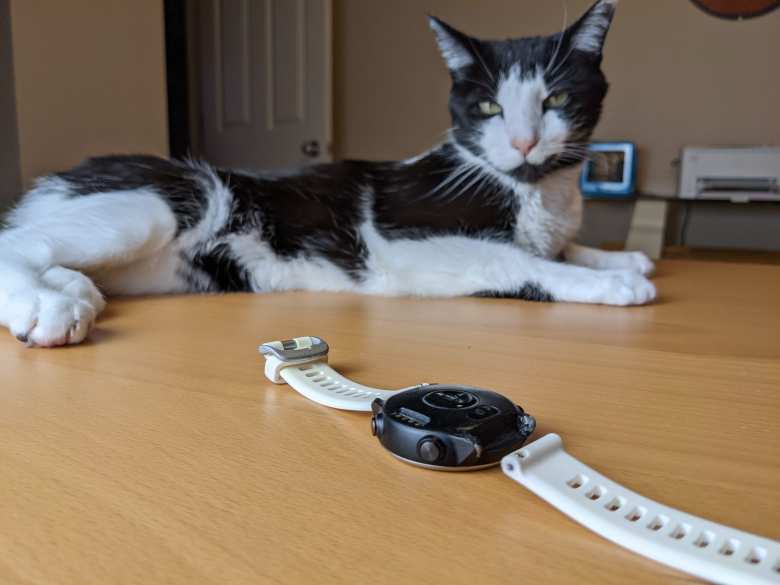 Half a year before moving to Spain, Oreo supervised the repair of my Garmin Forerunner 645 Music watch's broken watchband lugs with J.B. Weld in my office in Colorado. Half a year before moving to Spain, Oreo supervised the repair of my Garmin Forerunner 645 Music watch's broken watchband lugs with J.B. Weld in my office in Colorado.