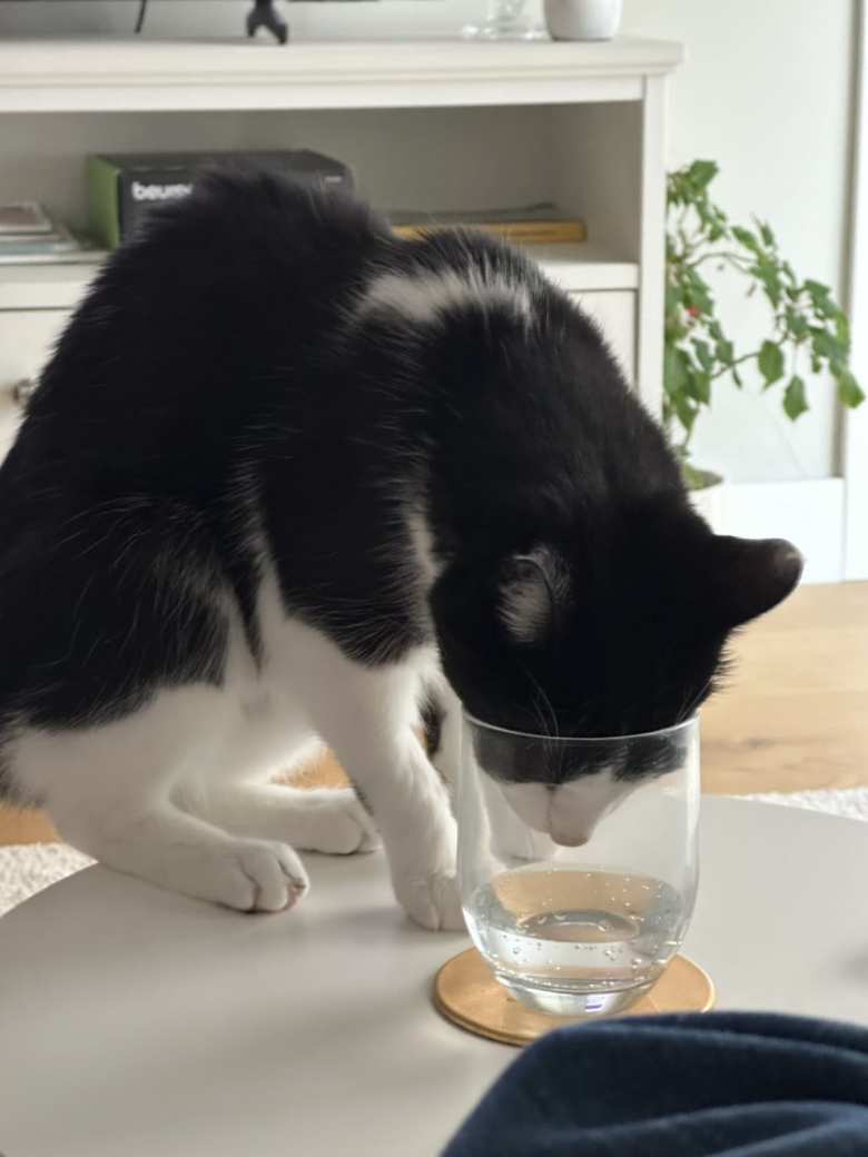 Oreo kept drinking out of our glasses! Oreo kept drinking out of our glasses!