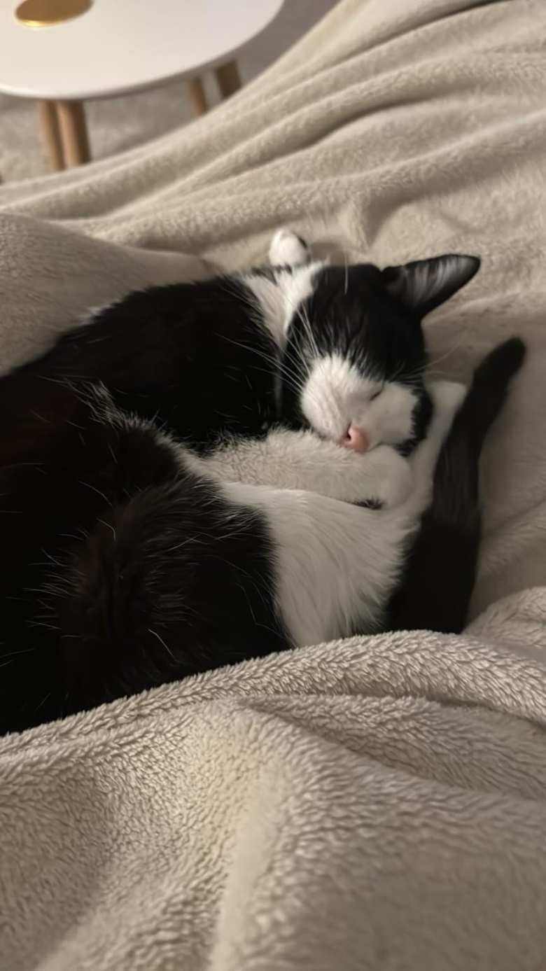 Oreo liked to nap between Andrea and I on the couch or on the bed. Oreo liked to nap between Andrea and I on the couch or on the bed.