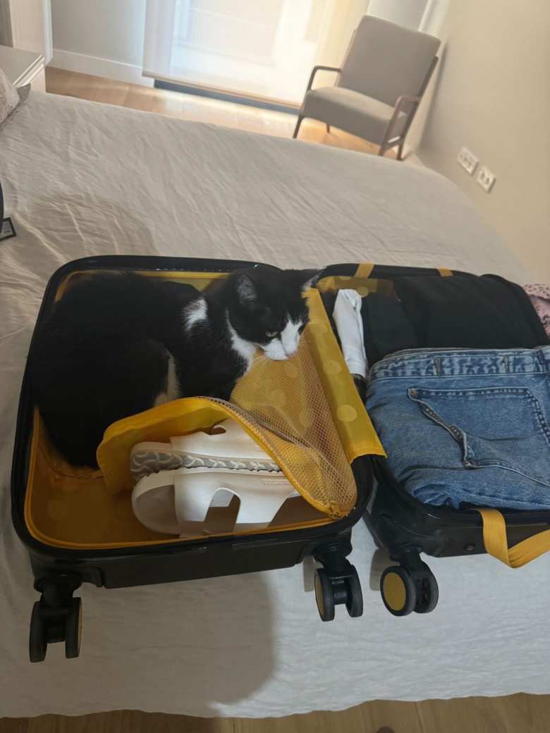 Oreo in Andrea's suitcase. Oreo in Andrea's suitcase.