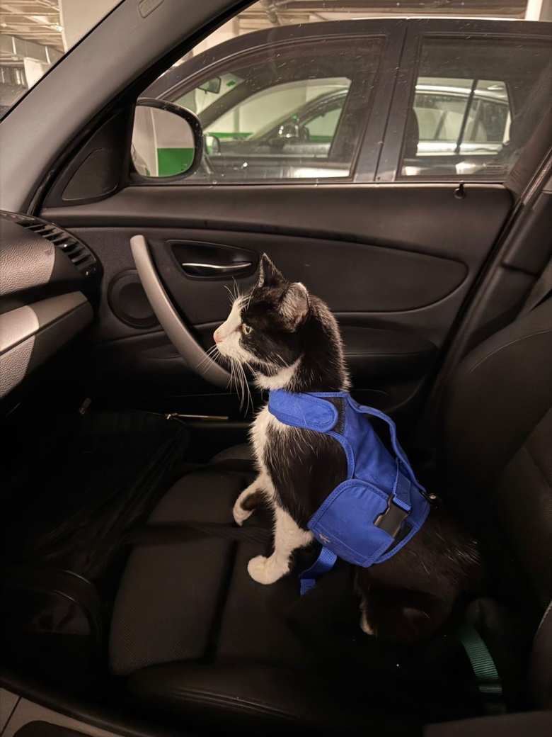 Andrea had to take Oreo to the vet for an infection. This is when we learned he loved going for car rides as long as he wasn't in a cat carrier. Andrea had to take Oreo to the vet for an infection. This is when we learned he loved going for car rides as long as he wasn't in a cat carrier.
