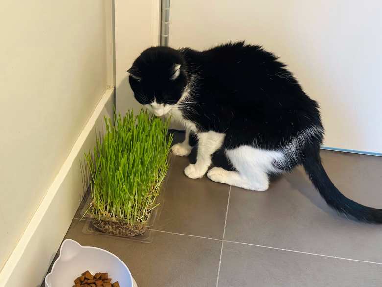We got Oreo some catnip from Mercadona, which amazingly grew from seed to this height within a week! He liked and munched on it at first, but lost interest after a few weeks. We got Oreo some catnip from Mercadona, which amazingly grew from seed to this height within a week! He liked and munched on it at first, but lost interest after a few weeks.
