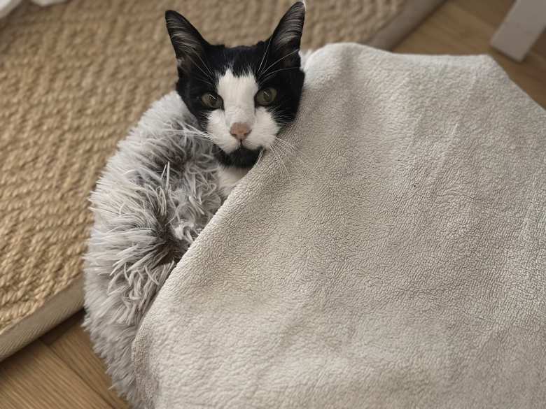 Oreo all tucked in on his last night of his life. Oreo all tucked in on his last night of his life.