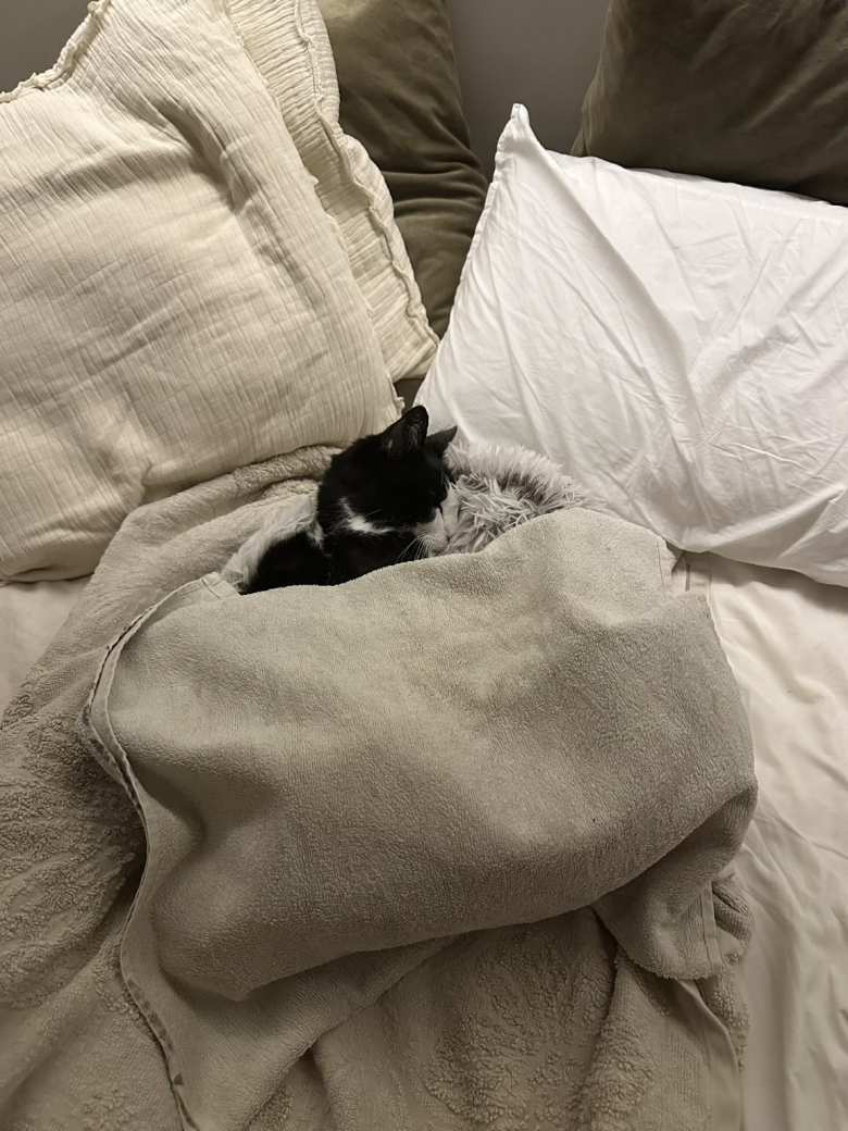 When it was my bedtime, I moved Oreo's bed next to me. He passed about 9 hours later in his sleep, still next to me.