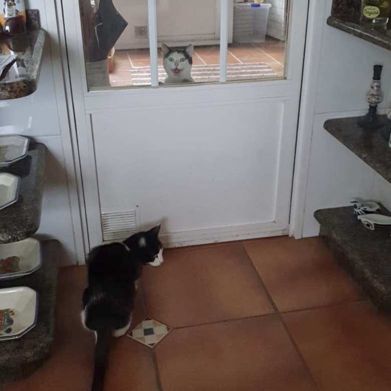 While Andrea and I were traveling around Spain, Oreo got to stay at his grandmother's house. This is where he met Isidro for the first time.