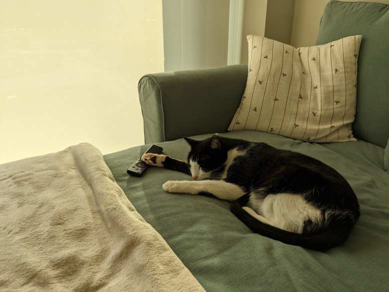 Oreo had a knack for working the TV remote. There was even one night when at 2:00 in the morning, the TV suddenly turned on. When I went to investigate, there was Oreo sitting on top of the remote, watching TV! Oreo had a knack for working the TV remote. There was even one night when at 2:00 in the morning, the TV suddenly turned on. When I went to investigate, there was Oreo sitting on top of the remote, watching TV!