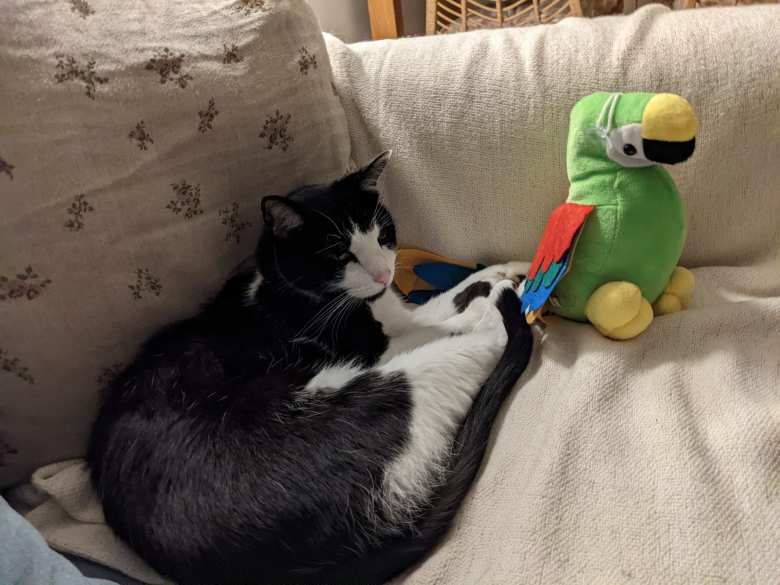 I won this parrot for Oreo at a fair in Marín by shooting cans. Oreo never cared much for the birdie, however. I won this parrot for Oreo at a fair in Marín by shooting cans. Oreo never cared much for the birdie, however.