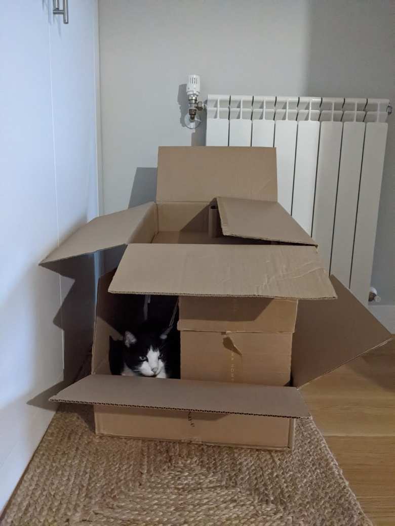 Oreo always loved boxes. Oreo always loved boxes.