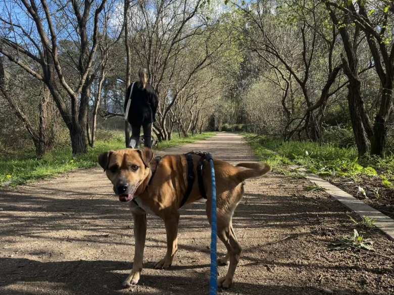 Thumbnail for Walking Rescue Dogs in Pontevedra: A Tail-Wagging Experience