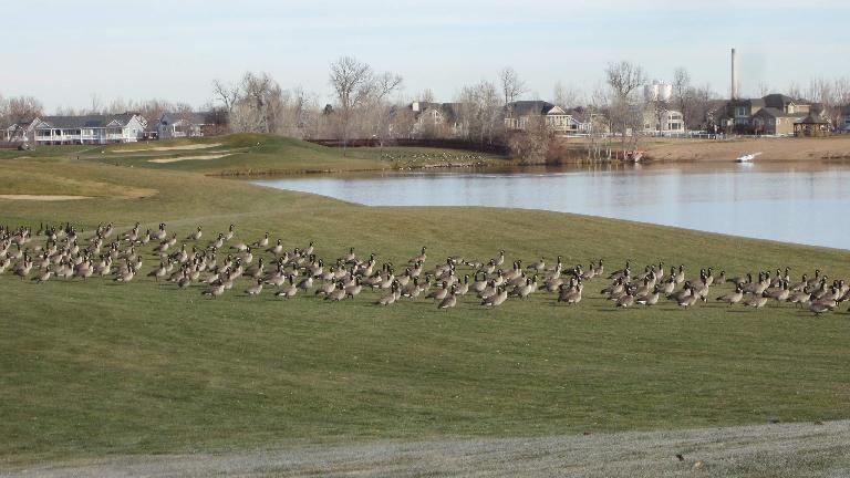 So many geese!